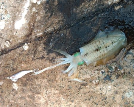 台風が来る前にエギング